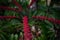 Mostly blurred red fruits and leaves of schefflera actinofphylla umbrella tree