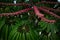 Mostly blurred red fruits and leaves of schefflera actinofphylla umbrella tree