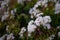 Mostly blurred white flowers of Jade plant or crassula ovata