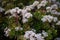 Mostly blurred white flowers of Jade plant or crassula ovata