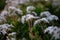 Mostly blurred white flowers of Jade plant or crassula ovata