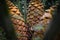 Mostly blurred zululand cycad fruits closeup - starch-filled yellow cones