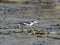 Motacilla alba is on the edge of the lake