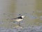 Motacilla alba is on the edge of the lake