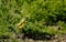 Motacilla flava or Yellow wagtail.
