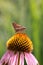 Moth on Black eyed Susan