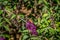 Moth on a butterfly bush flower