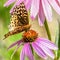 Moth, Butterfly on Purple Coneflowers