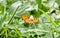 Moth Butterfly Rhopalocera Insect Animal on Green Plant Leaves. Nature Blooms