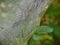 Moth Caterpillars - Macro Photo