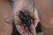 Moth cicada on the hand of the girl. Japanese cicada.nature.