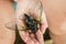 Moth cicada on the hand of the girl. Japanese cicada.On the palm lies a large cicada.A close-up