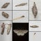 Moth Collage