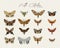 Moth collection, hand draw sketch vector