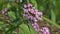 Moth collects nectar on a flower of Oregano Origanum vulgare, slow motion. Slowed down 4 times