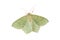 Moth, Common Emerald (Hemithea aestivaria)