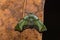 Moth on dried leaf