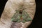 Moth on dried leaf