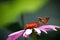 Moth drinking from pink cone flower.