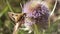 Moth extracting nectar from a thistle at the end it flies away