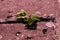 A moth flies over a stalk that grew between boulders. Blurred motion