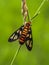 Moth on the grass isolated on blurred background.floral