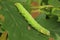 The moth - the great prominent (Peridea anceps) larvae (caterpillar) feeding on the oak leaf
