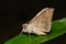 Moth on green leaf