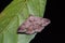 Moth on green leaf