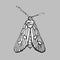 Moth, Insect in monochrome. Wildlife fauna.