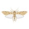 Moth insect vector illustration on white background