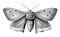 Moth insects hand drawn sketch in doodle style Vector illustration
