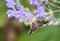 Moth On Lavender Scutellaria Bloom