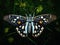 Moth  Made With Generative AI illustration