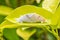 Moth mating on green leaf