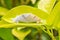 Moth mating on green leaf