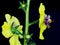 Moth Mullein