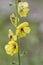 Moth Mullein - Verbascum blattaria