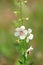 Moth Mullein Wildflower