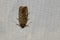 Moth of Noctuidae