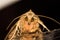 Moth on a office desk