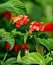 Moth orange flowers