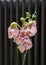 Moth Orchid Closeup