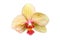 Moth orchid flower