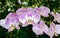 Moth Orchid Phalaenopsis Lavender Pink and White