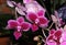 Moth orchid small flowered red cultivar, Phalaenopsis