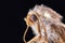Moth Ostrinia furnacalis. Macro stack photo