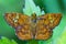 Moth perch on leaf