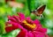 Moth on pink flower