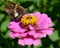 Moth on Pink Zinnia Flower